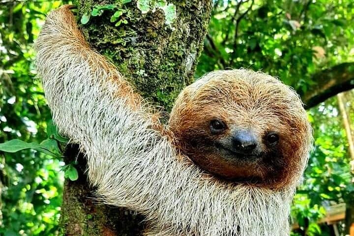 Sloths, Frogs and Llanos de Cortés: Coffee & Chocolate Rainforest Day Tour
