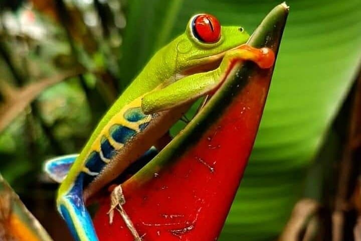 Sloths, Frogs and Llanos de Cortés: Coffee & Chocolate Rainforest Day Tour photo 2