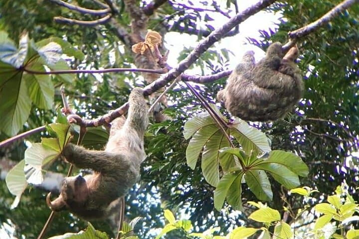 Sloths, Frogs and Llanos de Cortés: Coffee & Chocolate Rainforest Day Tour photo 4