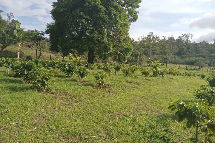 Sloths, Frogs and Llanos de Cortés: Coffee & Chocolate Rainforest Day Tour photo 5