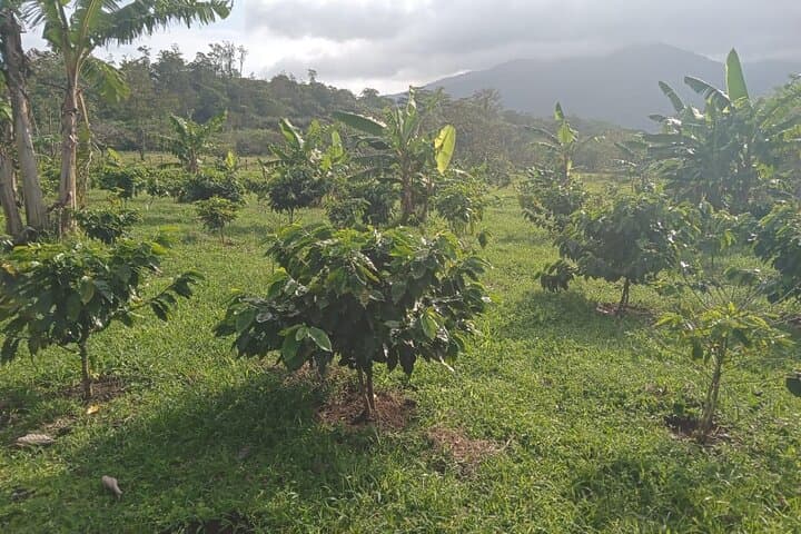 Sloths, Frogs and Llanos de Cortés: Coffee & Chocolate Rainforest Day Tour photo 6