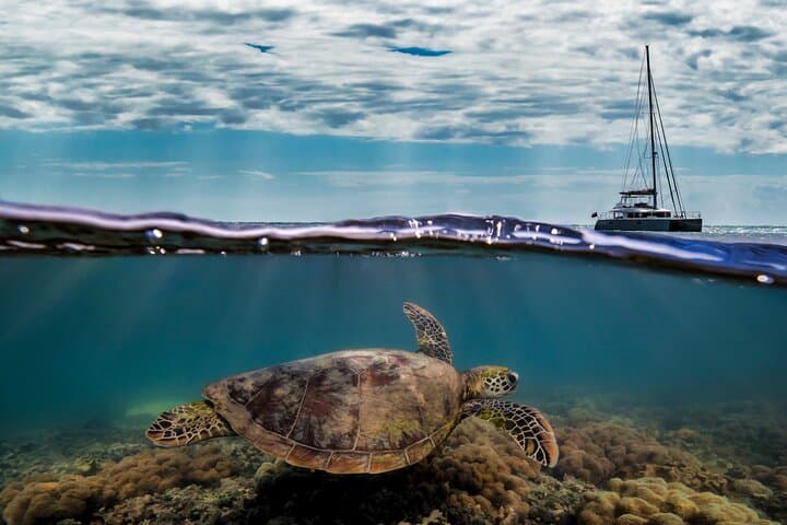 Full-Day Low Isles Sailing & Snorkelling Cruise from Port Douglas — Reef, Lighthouse & Guided Snorkel photo 6