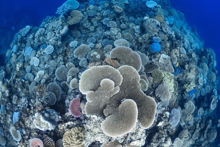 Sail to Mackay Cay: Outer Great Barrier Reef Day Trip from Port Douglas photo 3