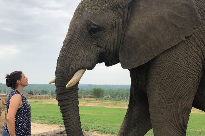 Morning with the Jabulani Herd: 90-Minute Elephant Experience in Hoedspruit