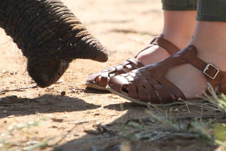 Morning with the Jabulani Herd: 90-Minute Elephant Experience in Hoedspruit photo 2