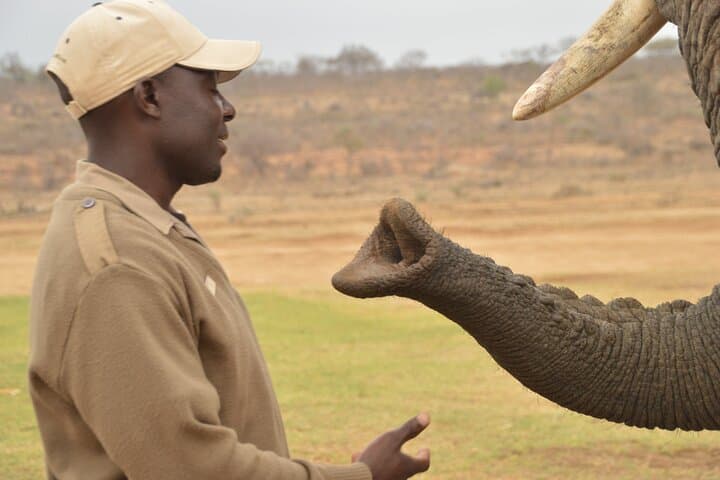 Morning with the Jabulani Herd: 90-Minute Elephant Experience in Hoedspruit photo 3