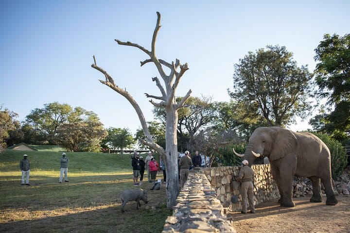 Morning with the Jabulani Herd: 90-Minute Elephant Experience in Hoedspruit photo 4
