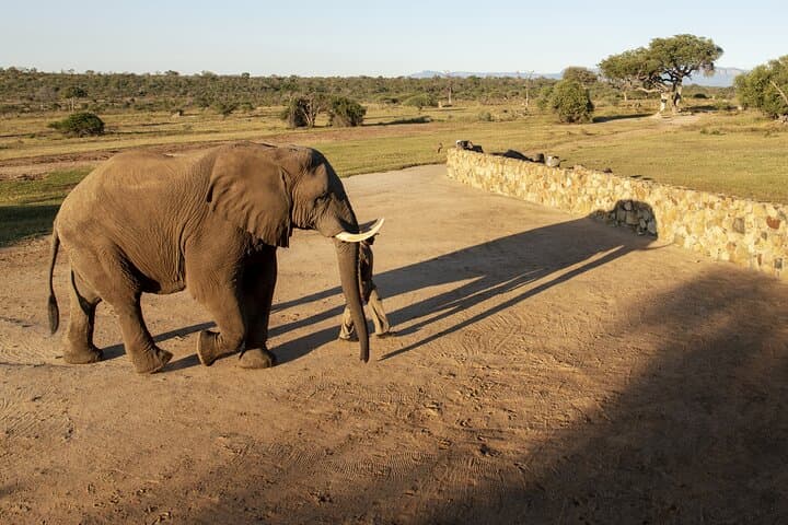 Morning with the Jabulani Herd: 90-Minute Elephant Experience in Hoedspruit photo 5