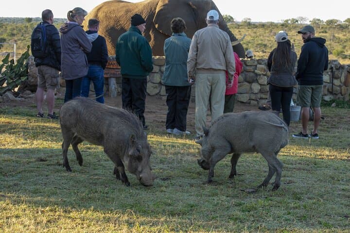 Morning with the Jabulani Herd: 90-Minute Elephant Experience in Hoedspruit photo 6