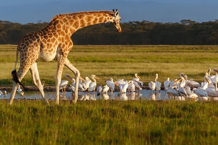 Hells Gate to Lake Nakuru: 1-Night Naivasha Biking & Nakuru Game-Drive Safari from Nairobi photo 4