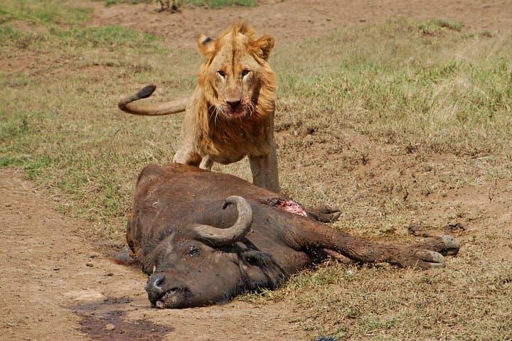 3-Day Budget Private Safari to Maasai Mara from Nairobi photo 6