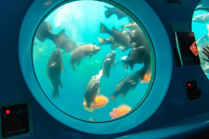 Avalon Semi-Submarine SS Nautilus Undersea Tour — Catalina Island Adventure photo 2