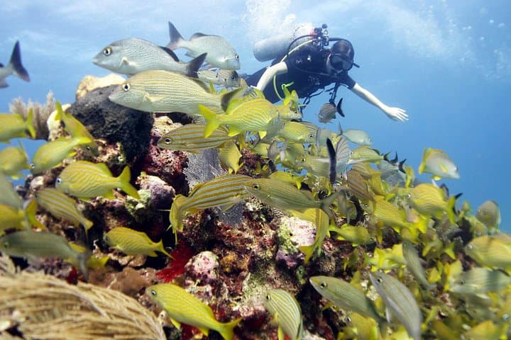 PADI Open Water Diver Course in Isla Mujeres — Certify at MUSA and Dive World-Class Reefs photo 3