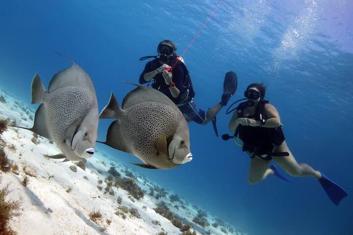 PADI Open Water Diver Course in Isla Mujeres — Certify at MUSA and Dive World-Class Reefs photo 6