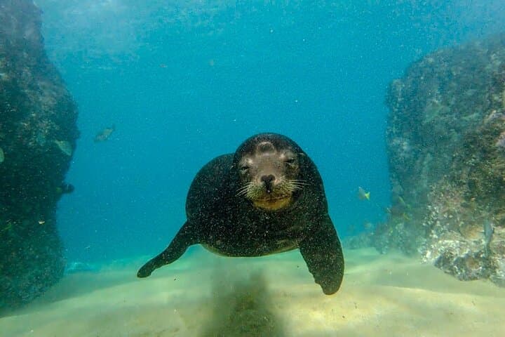Beginner Scuba Diving in Cabo San Lucas — PADI Shallow Dives in the Marine Park photo 5