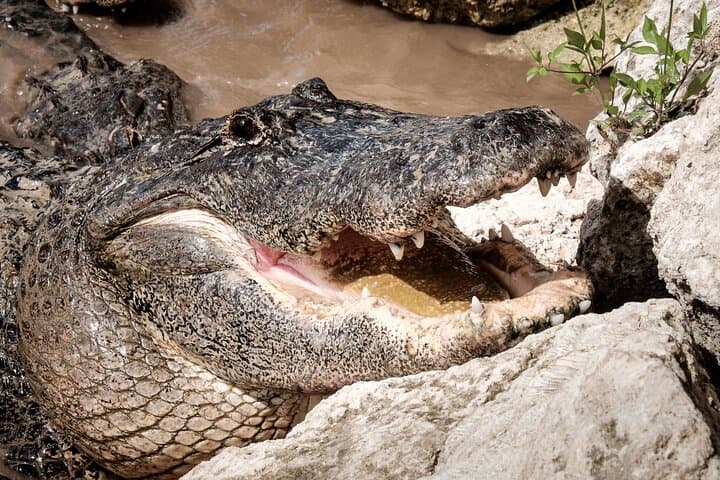 Miami Everglades Airboat Tour — Gator Encounters, Ranger Talks & Photo Stops photo 3