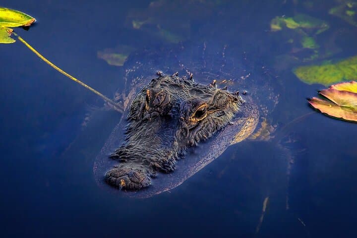 Miami Everglades Airboat Tour: Alligator-Spotting & Wildlife Experience photo 5