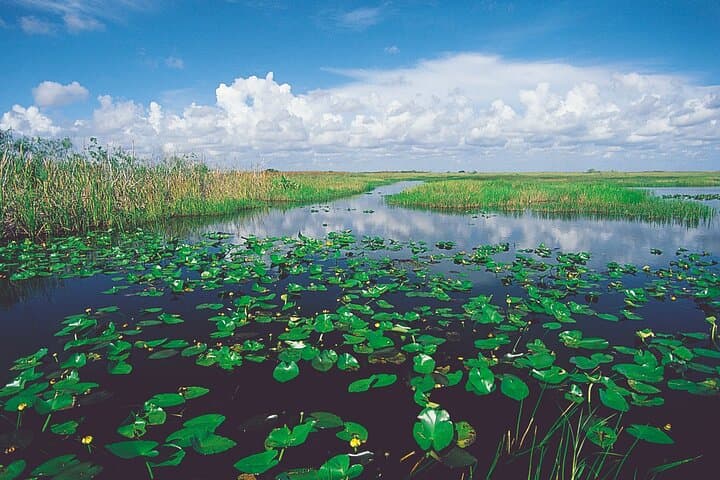 Miami Everglades Airboat Tour: Alligator-Spotting & Wildlife Experience photo 6