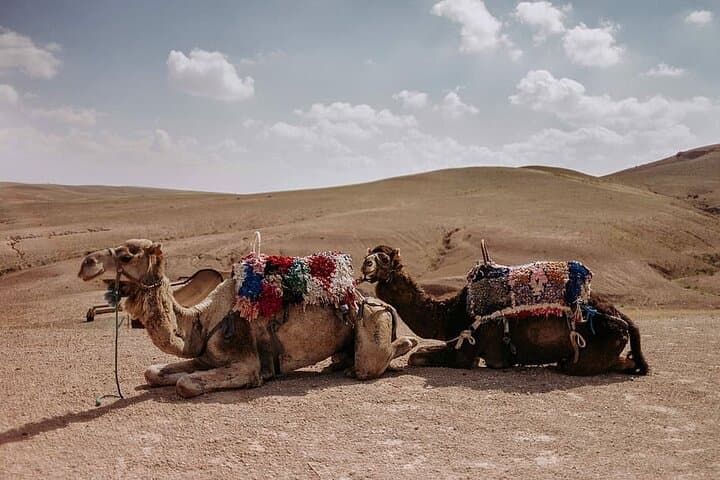 Sunset Camel Ride in Agafay Desert Near Marrakech photo 4