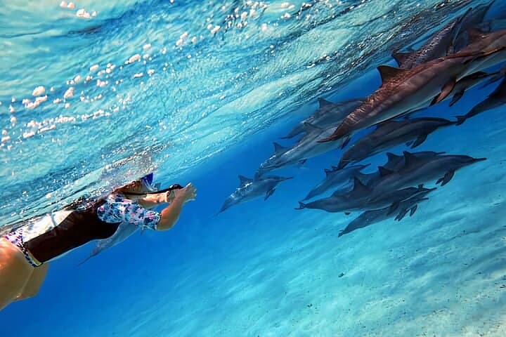 Sataya Dolphin House Snorkel Trip — Swim with Spinner Dolphins off Marsa Alam photo 1