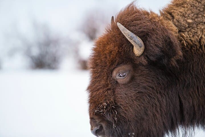 Private Full-Day Yellowstone Tour from Jackson — Old Faithful, Geothermal Basins & Wildlife photo 5