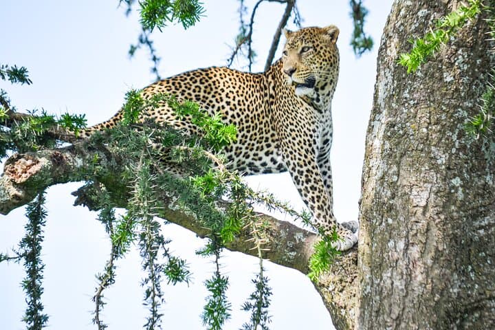 5-Day Private Safari: Tarangire, Serengeti & Ngorongoro Crater photo 5