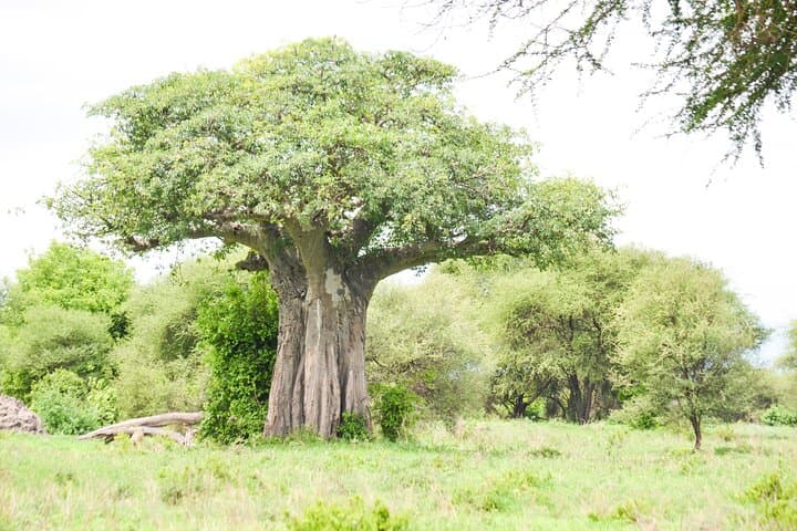 5-Day Private Safari: Tarangire, Serengeti & Ngorongoro Crater photo 6