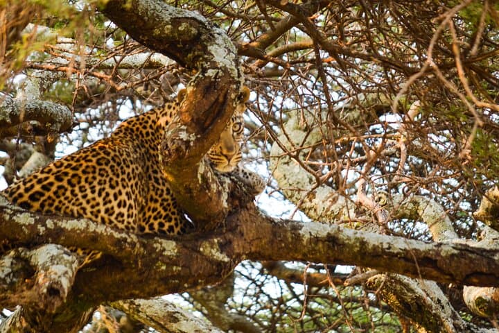 5-Day Night Safari from Arusha: Tarangire, Ngorongoro & Lake Manyara Wildlife Adventure photo 3