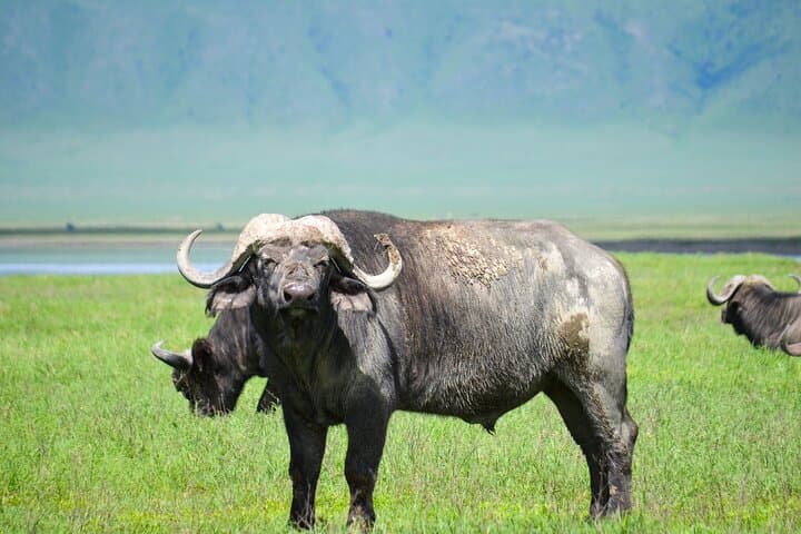 6-Day Safari: Serengeti, Tarangire, Ngorongoro & Lake Manyara Lodge and Camping Tour photo 3