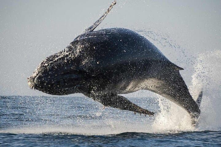 Hermanus Whale Watching and Bettys Bay Penguin Encounter — Full-Day from Cape Town photo 1