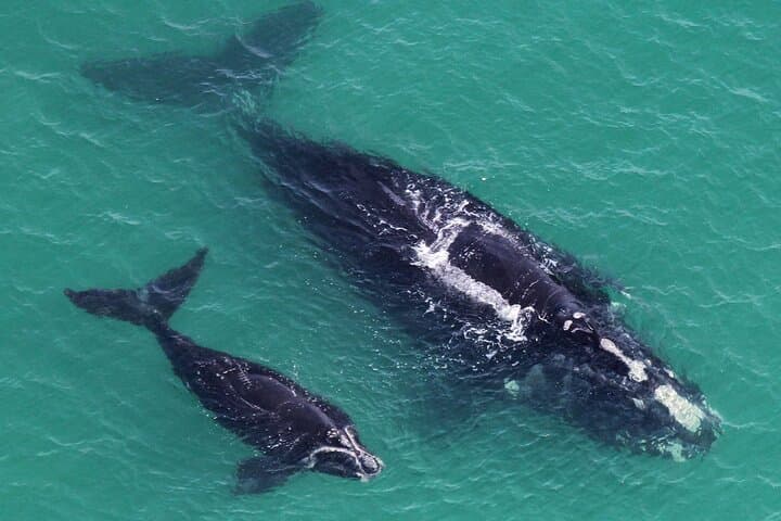 Hermanus Whale Watching and Bettys Bay Penguin Encounter — Full-Day from Cape Town photo 4