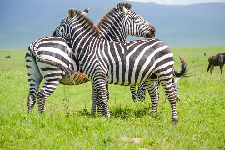 3-Day Serengeti & Ngorongoro Lodge Safari: Big Five Game Drives from Arusha