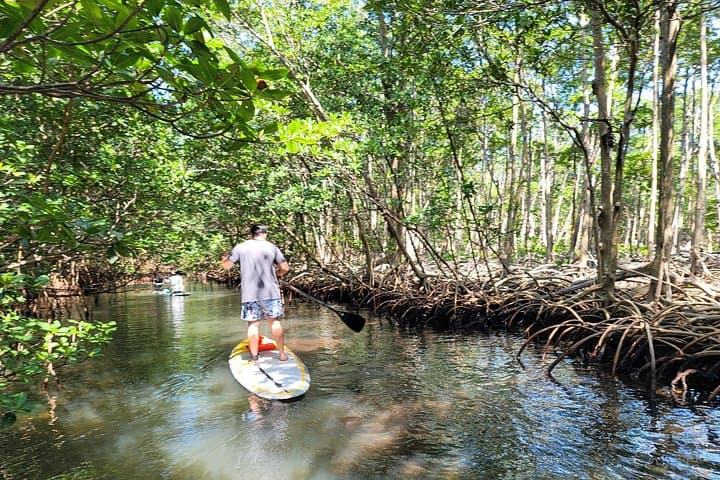 Miami Mangrove Paddle: Stand-Up Tour Through Canals & Raccoon Island photo 2