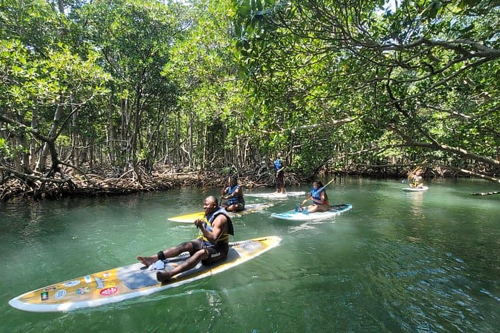 Miami Mangrove Paddle: Stand-Up Tour Through Canals & Raccoon Island photo 3