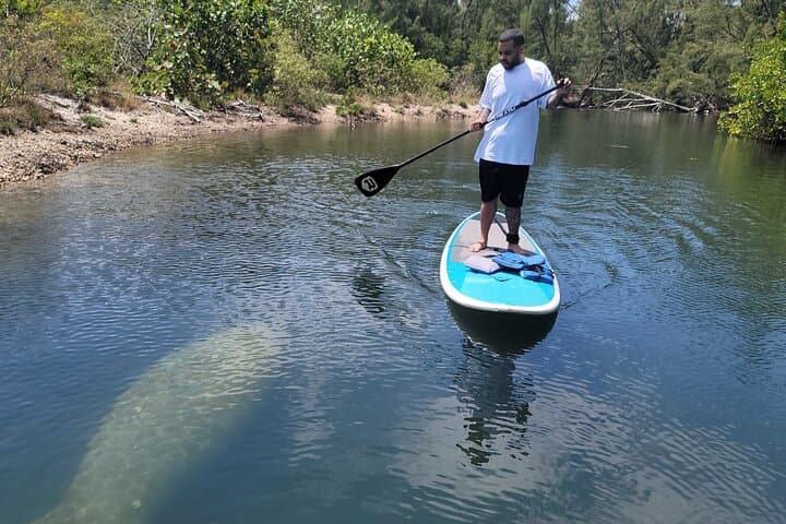 Miami Mangrove Paddle: Stand-Up Tour Through Canals & Raccoon Island photo 4