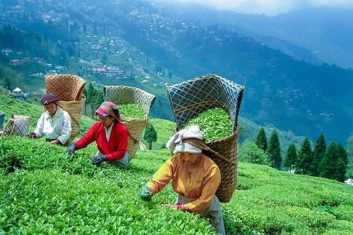 7-Day Private Gangtok–Pelling–Darjeeling Tour: Himalayan Views, Monasteries & Tea Gardens photo 4