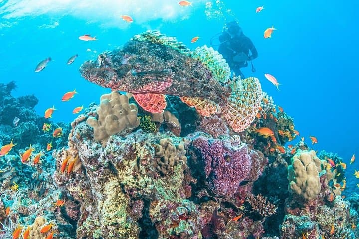 Marsa Alam Semi-Submarine Coral Tour: Easy Reef Viewing & Snorkeling photo 5