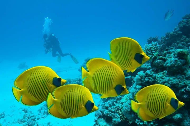 Marsa Alam Semi-Submarine Coral Tour: Easy Reef Viewing & Snorkeling photo 6