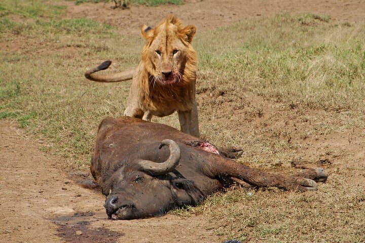 Hells Gate to Lake Nakuru: 1-Night Naivasha Biking & Nakuru Game-Drive Safari from Nairobi photo 5