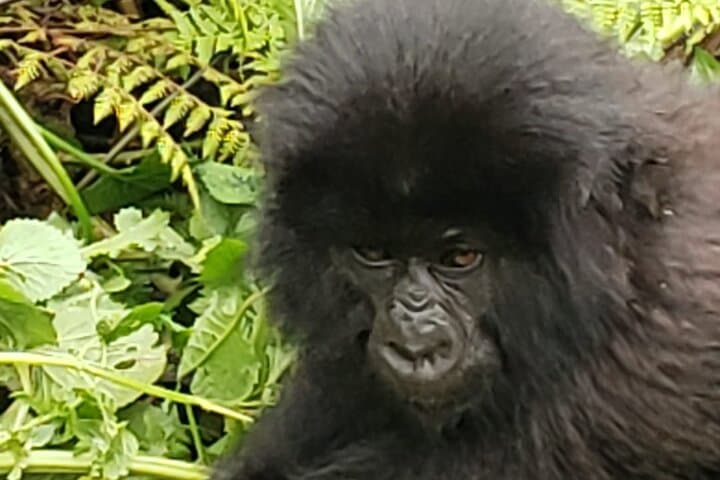 1-Day Mountain Gorilla Trek: Volcanoes National Park, Rwanda photo 4