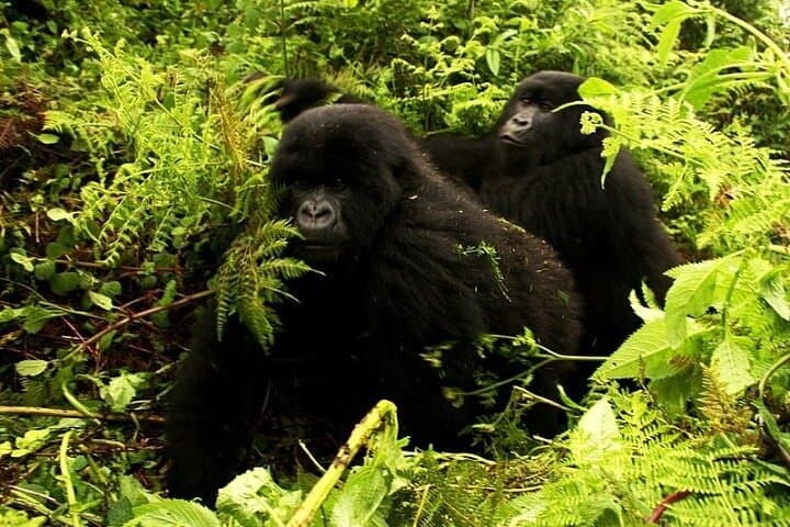 1-Day Mountain Gorilla Trek: Volcanoes National Park, Rwanda photo 5