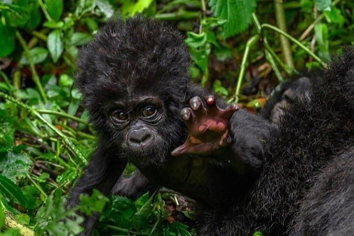 1-Day Mountain Gorilla Trek: Volcanoes National Park, Rwanda photo 2