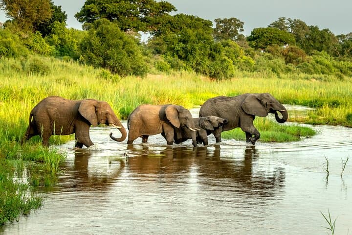 Kruger National Park 4-Day Safari: Big Five Drives from Hazyview photo 2
