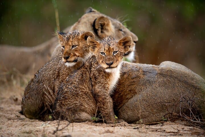 Kruger National Park 4-Day Safari: Big Five Drives from Hazyview photo 3