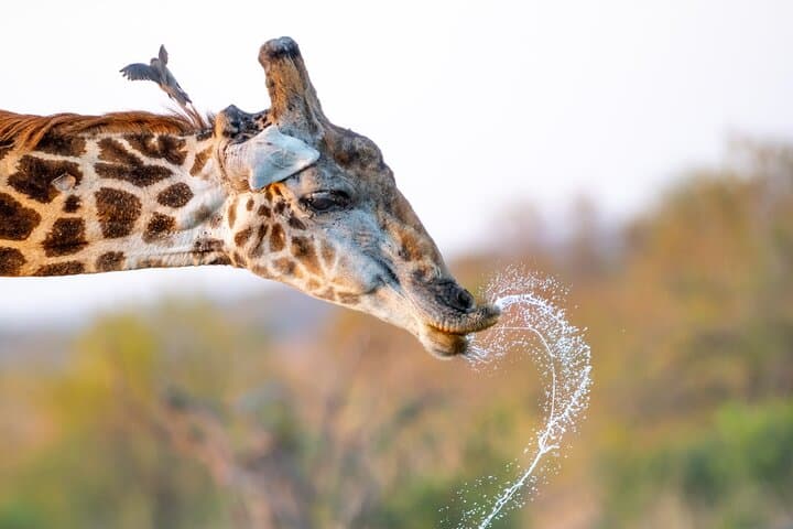Kruger National Park 4-Day Safari: Big Five Drives from Hazyview photo 4
