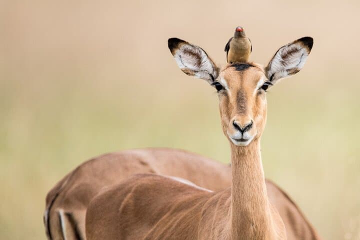Kruger National Park 4-Day Safari: Big Five Drives from Hazyview photo 5