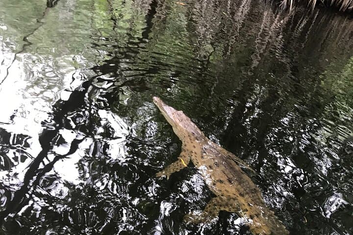 Black River Safari and Appleton Estate Rum Tour — Jamaica Full-Day Nature & Rum Excursion photo 2