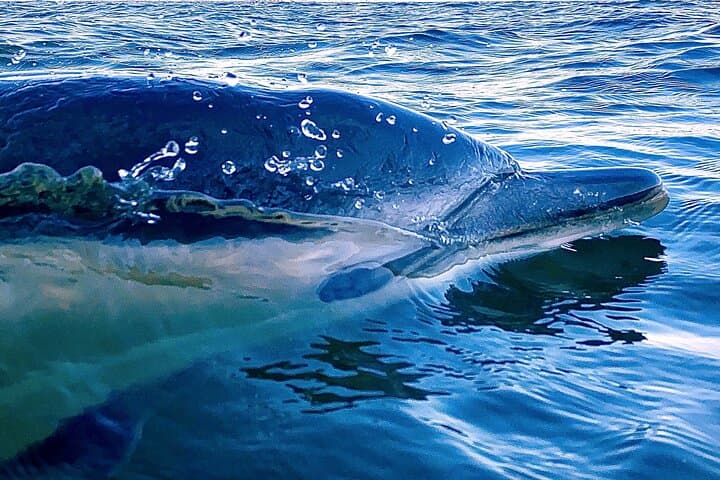 Lisbon Dolphin Watching with Marine Biologist — Small Group Tour photo 2