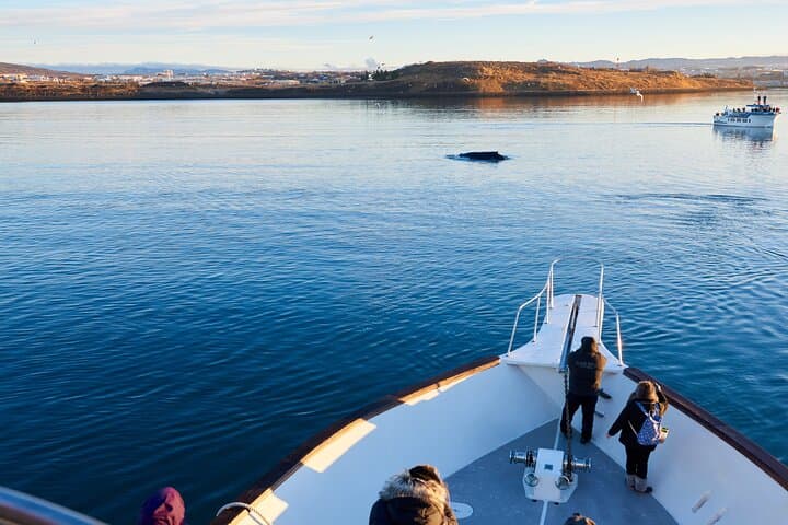 Three-Hour Whale Watching Cruise from Reykjavík Old Harbour photo 3