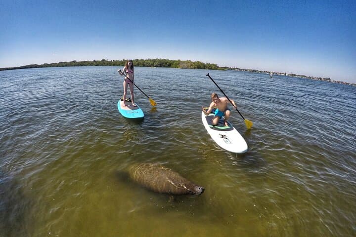 Paddle Boarding Eco Adventure at John D. MacArthur State Park, Singer Island photo 4
